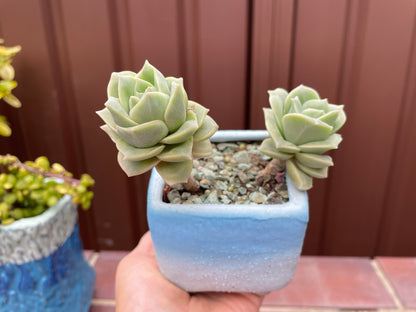 Lovely rose succulent X Graptoveria ‘Lovely Rose’ Variegated