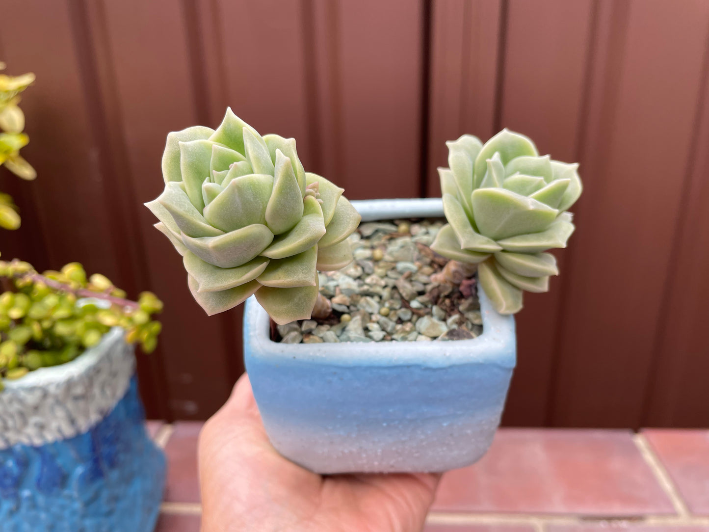 Lovely rose succulent X Graptoveria ‘Lovely Rose’ Variegated