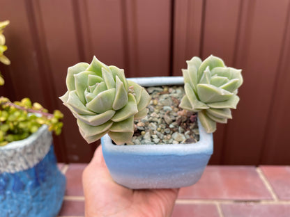 Lovely rose succulent X Graptoveria ‘Lovely Rose’ Variegated