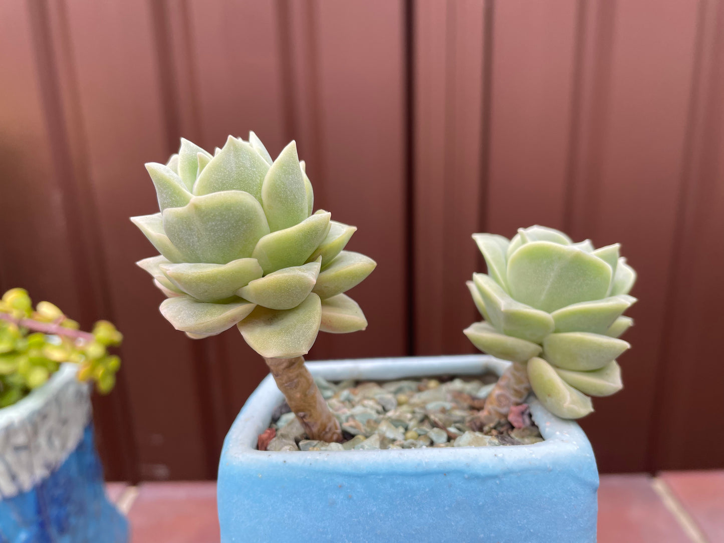 Lovely rose succulent X Graptoveria ‘Lovely Rose’ Variegated