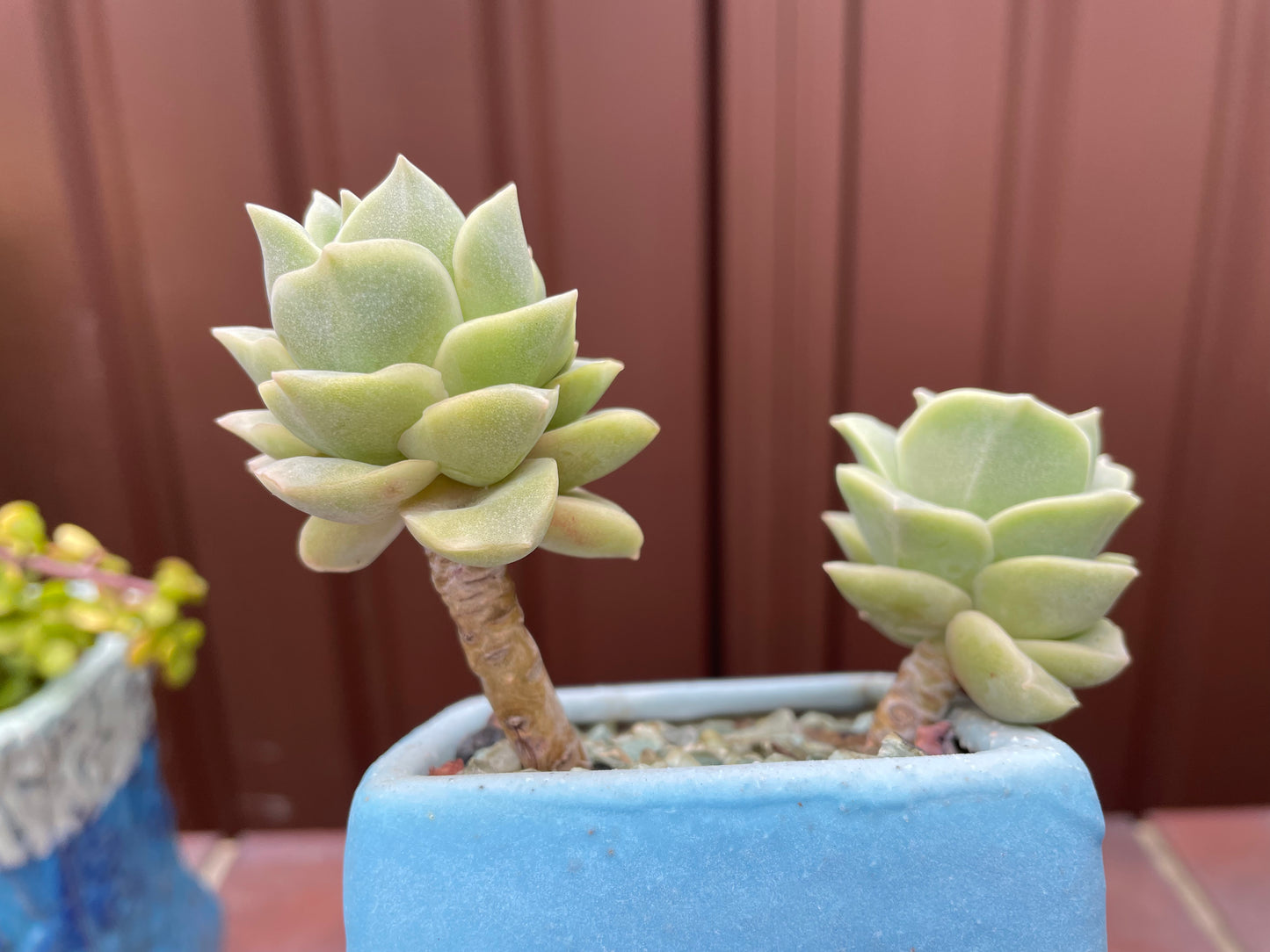 Lovely rose succulent X Graptoveria ‘Lovely Rose’ Variegated