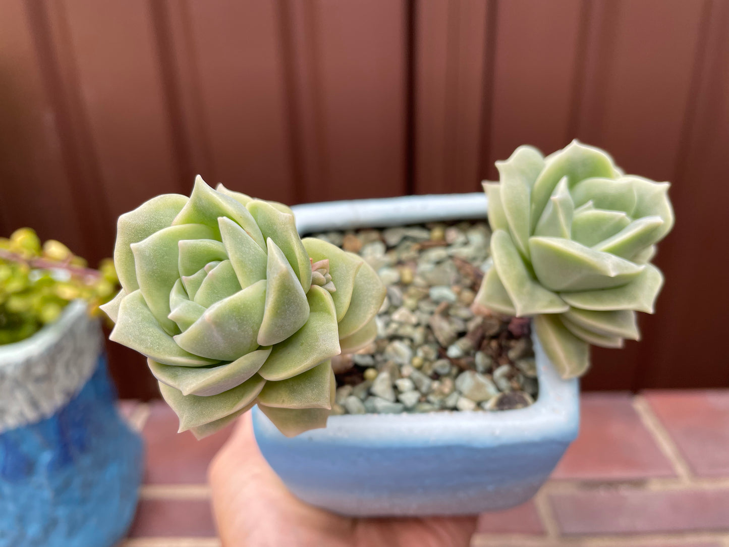 Lovely rose succulent X Graptoveria ‘Lovely Rose’ Variegated