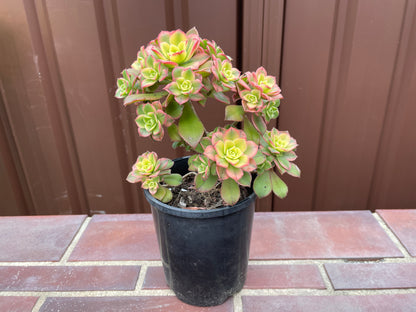 Beautiful Succulent Aeonium Kiwi - Aeonium haworthii “tricolor” - 法师艳日辉