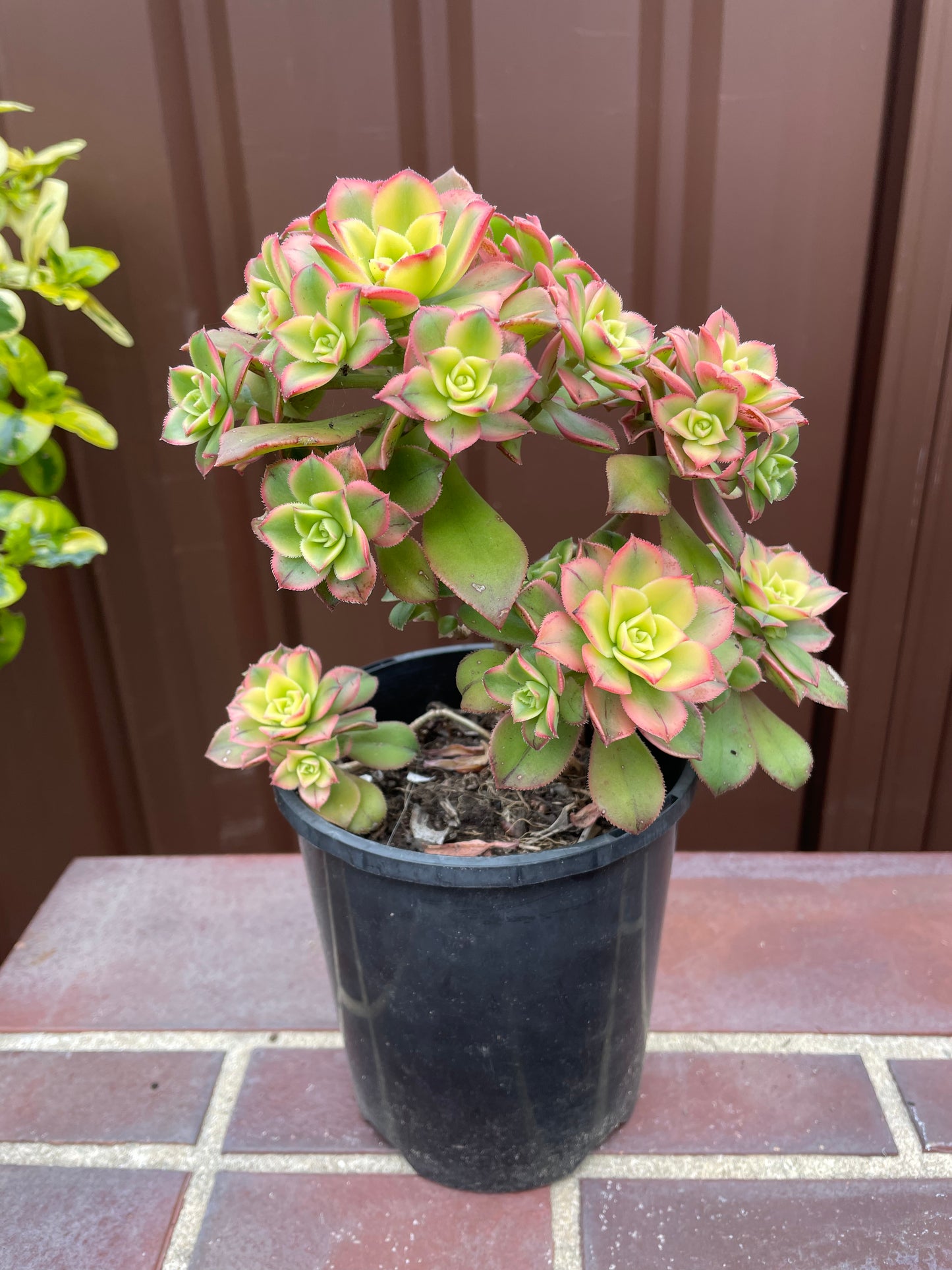 Beautiful Succulent Aeonium Kiwi - Aeonium haworthii “tricolor” - 法师艳日辉