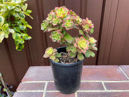 Beautiful Succulent Aeonium Kiwi - Aeonium haworthii “tricolor” - 法师艳日辉