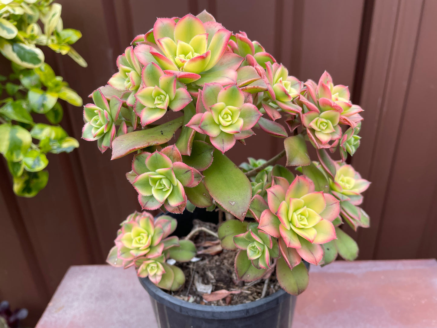 Beautiful Succulent Aeonium Kiwi - Aeonium haworthii “tricolor” - 法师艳日辉