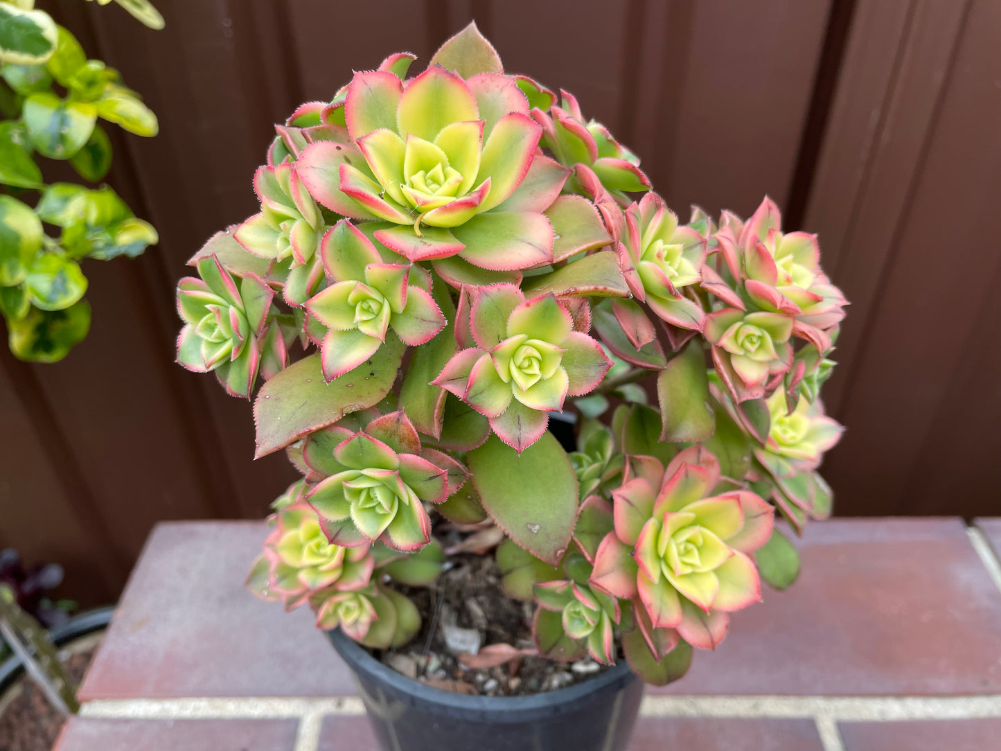 Beautiful Succulent Aeonium Kiwi - Aeonium haworthii “tricolor” - 法师艳日辉