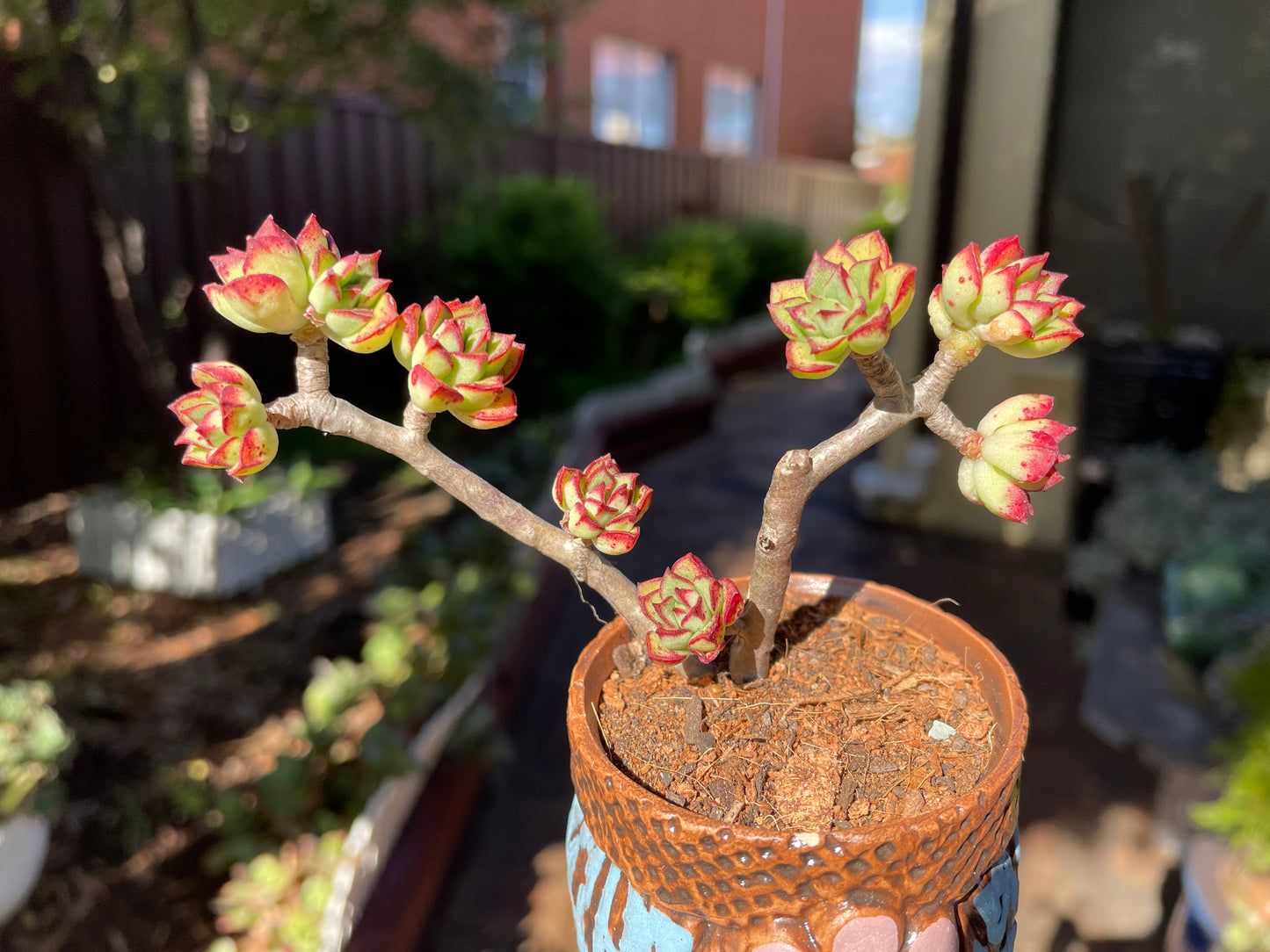 Succulent Echeveria supia