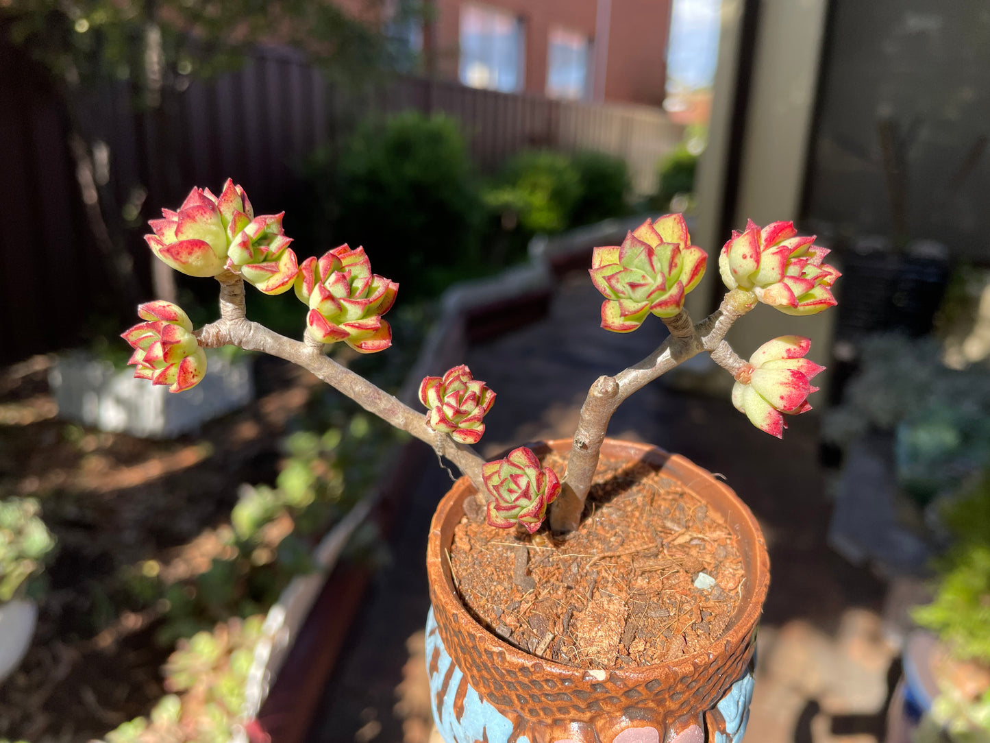 Succulent Echeveria supia