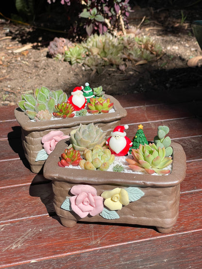 Christmas gift ideas succulent arrangement only local pick up from Gymea NSW 2227