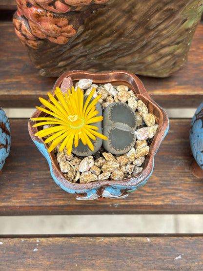 Living stone(Lithops)