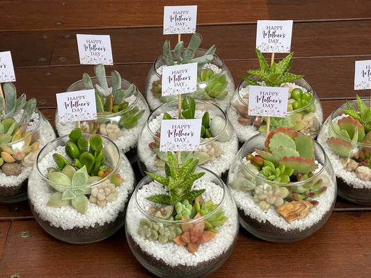 Succulent favour glass vase only local pick up from Gymea 2227