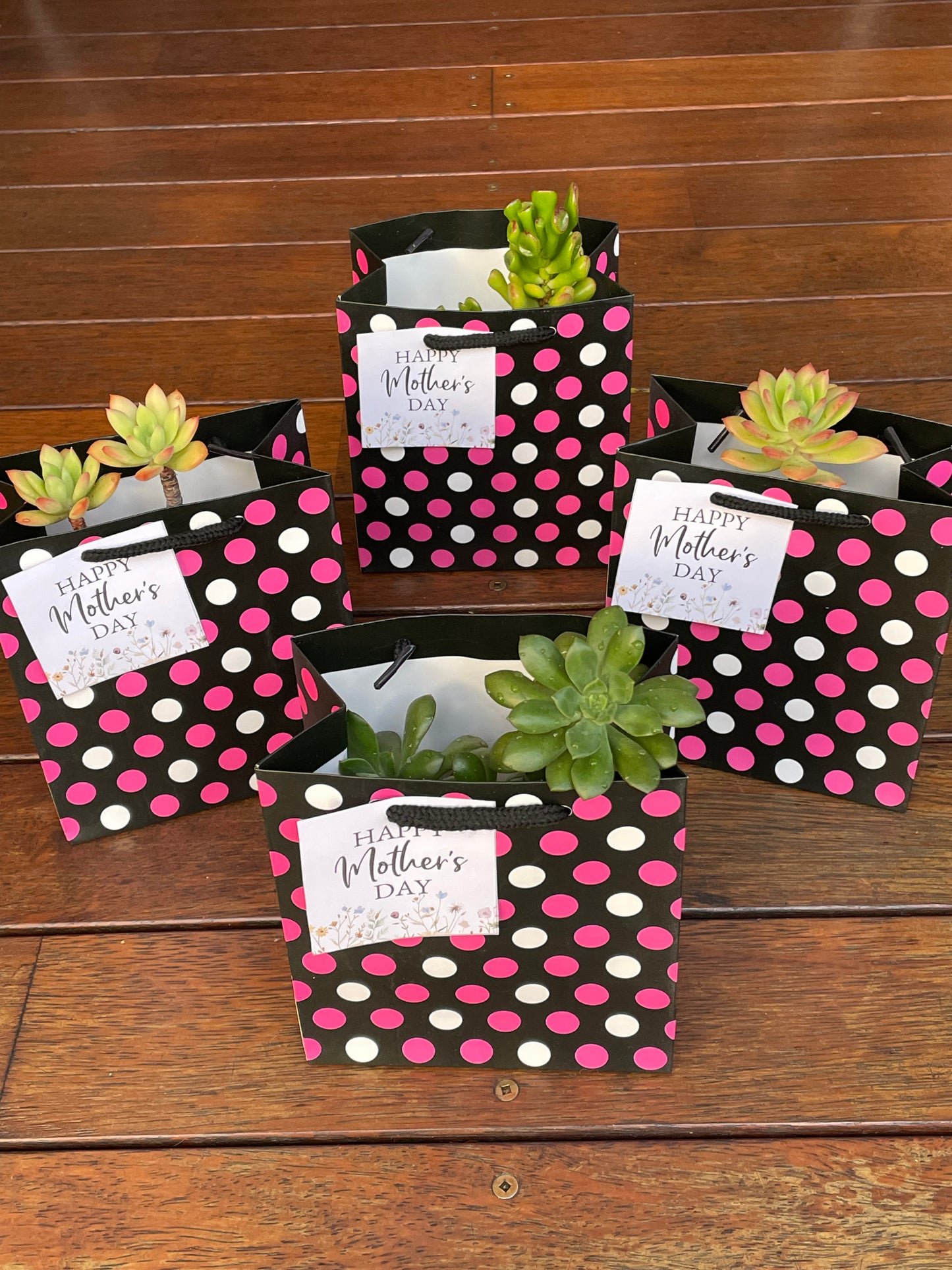 Succulent Collection Mother’s Day gift only local pick up from Gymea NSW 2227