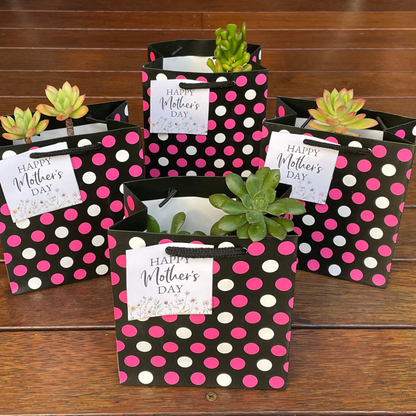 Succulent Collection Mother’s Day gift only local pick up from Gymea NSW 2227