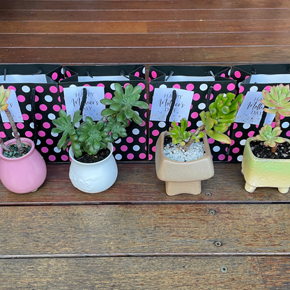Succulent Collection Mother’s Day gift only local pick up from Gymea NSW 2227
