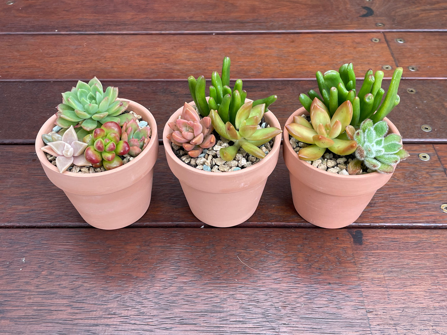 Succulent favour only local pick up from Gymea 2227