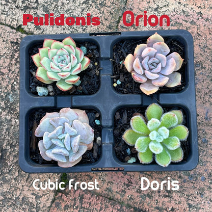 Echeveria set