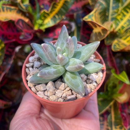 Pachyphytum compactum (Little Jewel Succulent) - Live Plant