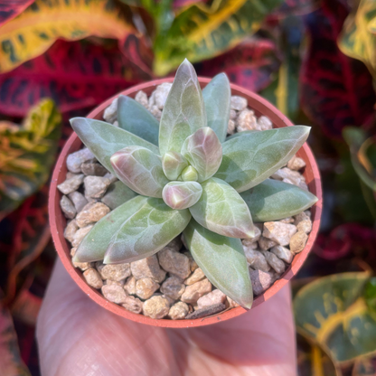 Pachyphytum compactum (Little Jewel Succulent) - Live Plant