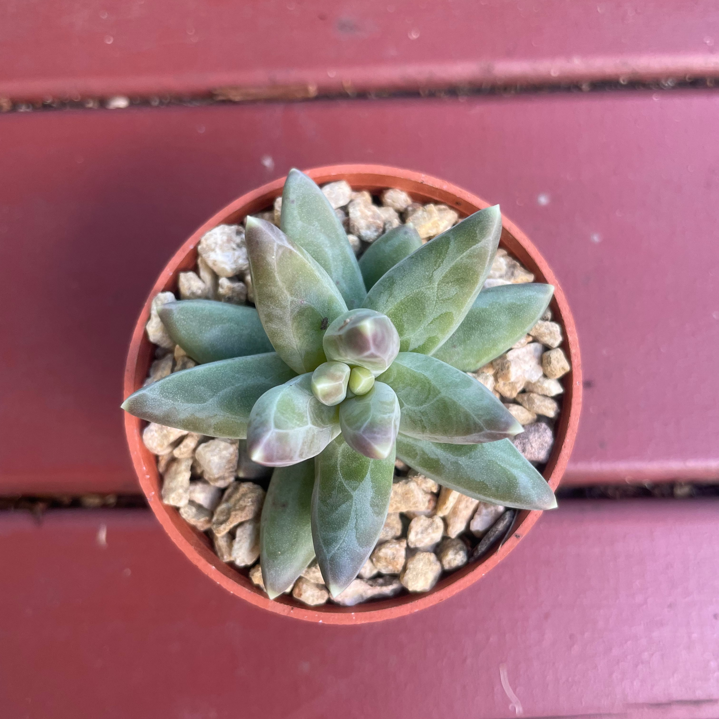 Pachyphytum compactum (Little Jewel Succulent) - Live Plant