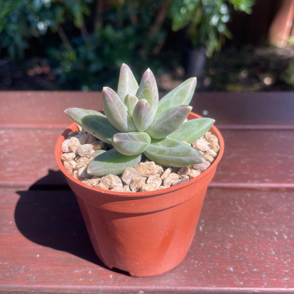 Pachyphytum compactum (Little Jewel Succulent) - Live Plant