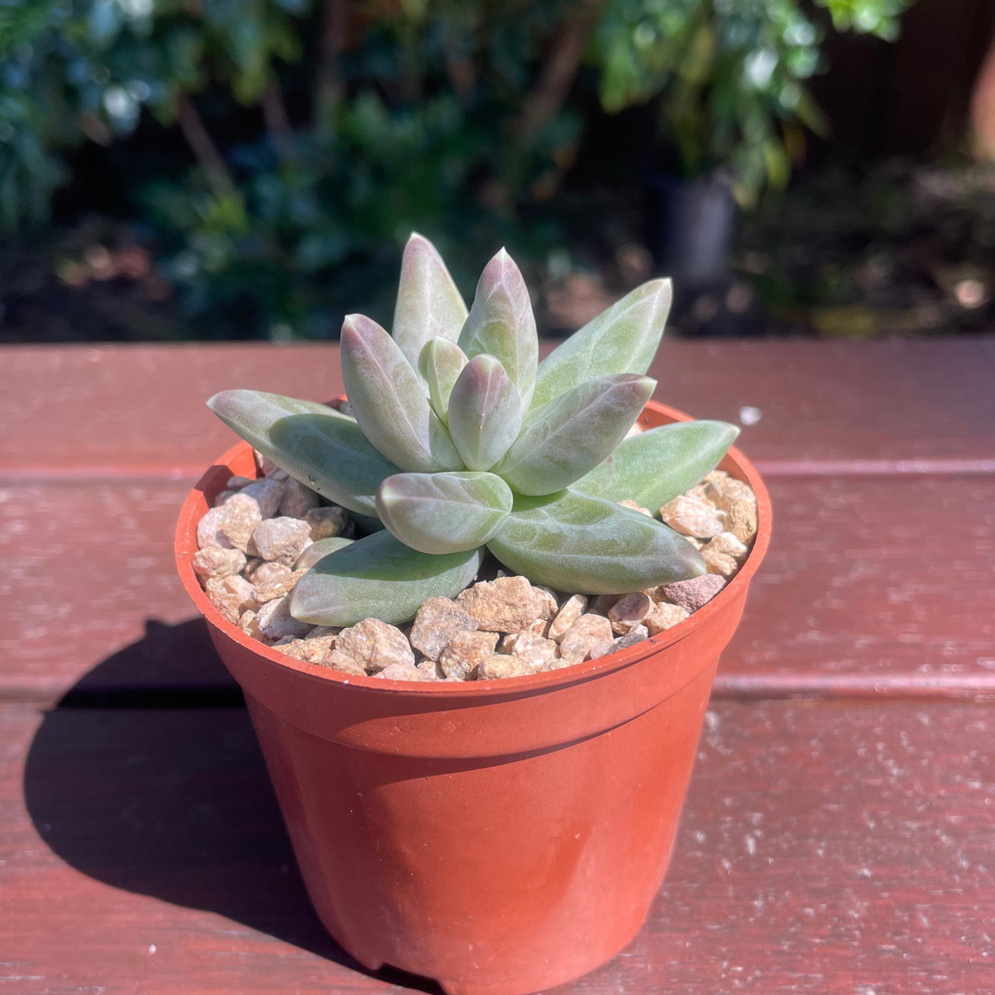 Pachyphytum compactum (Little Jewel Succulent) - Live Plant