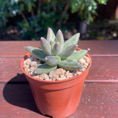 Pachyphytum compactum (Little Jewel Succulent) - Live Plant