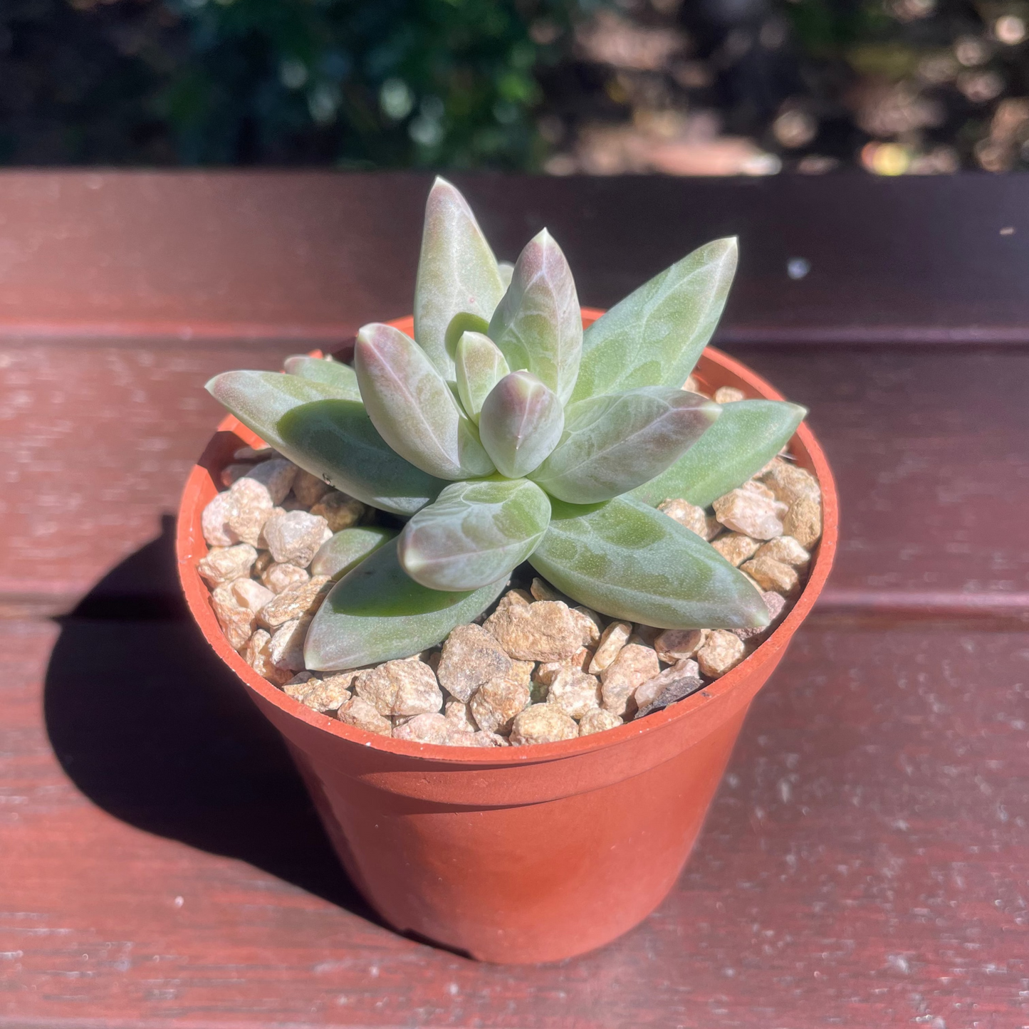 Pachyphytum compactum (Little Jewel Succulent) - Live Plant