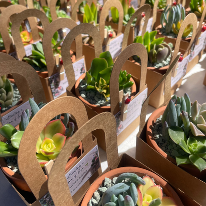 Succulent Wedding Favours, 7cm Terracotta Pot, Kraft Gift Box, Custom Tags, Local Pickup