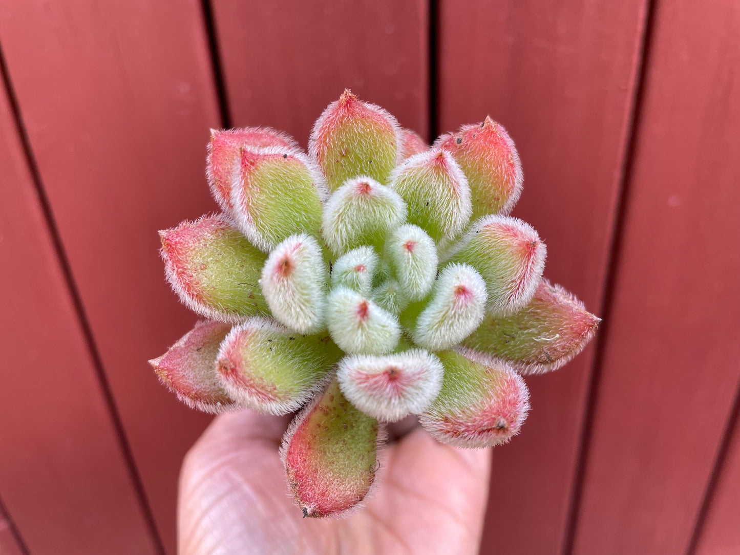 Echeveria Doris succulent