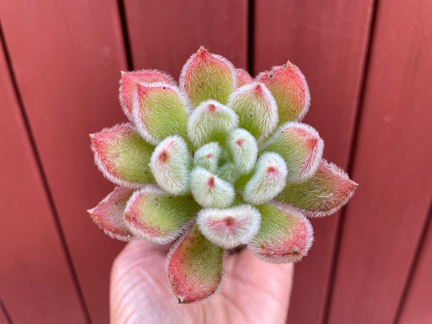 Echeveria Doris succulent