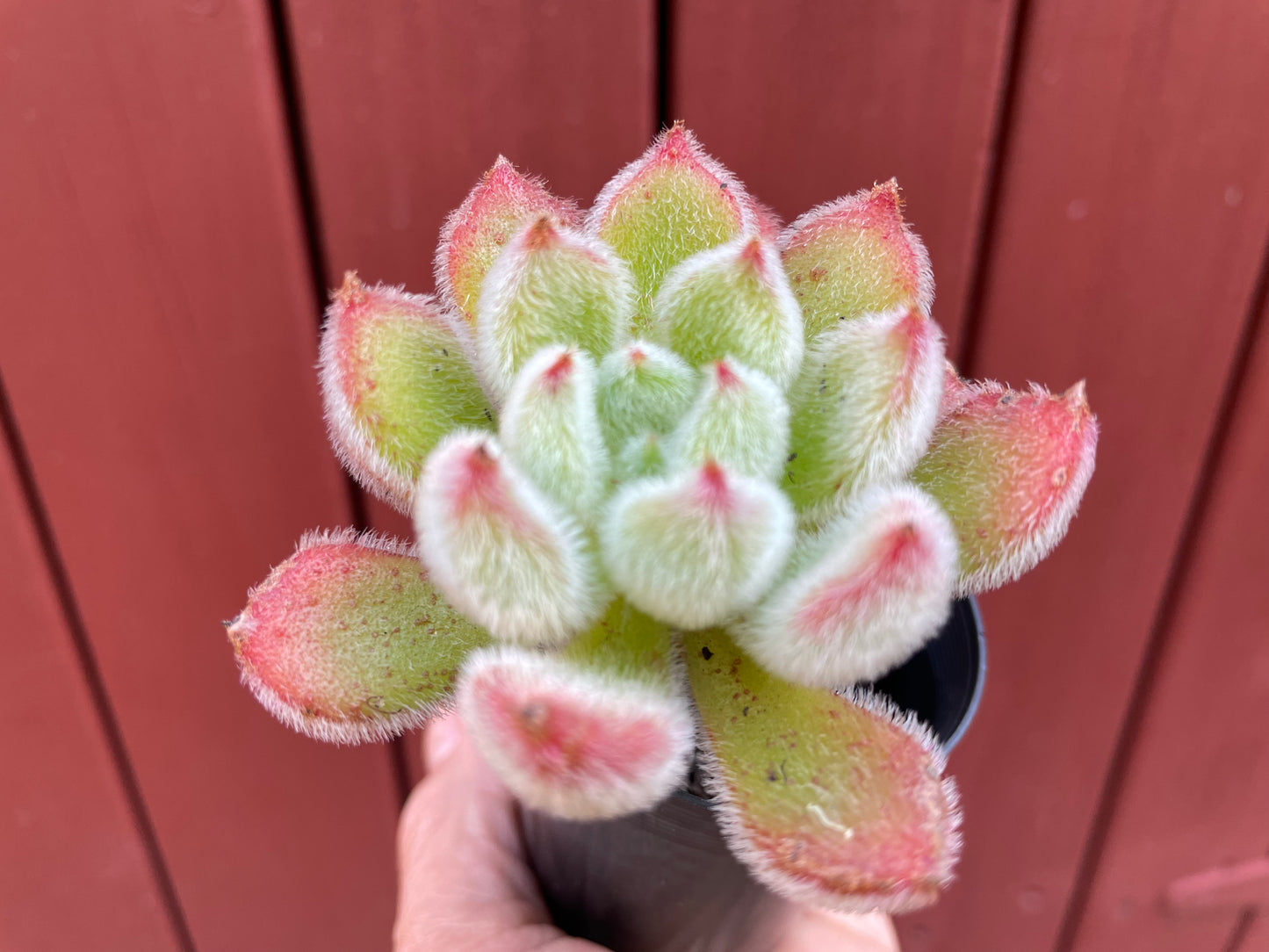 Echeveria Doris succulent