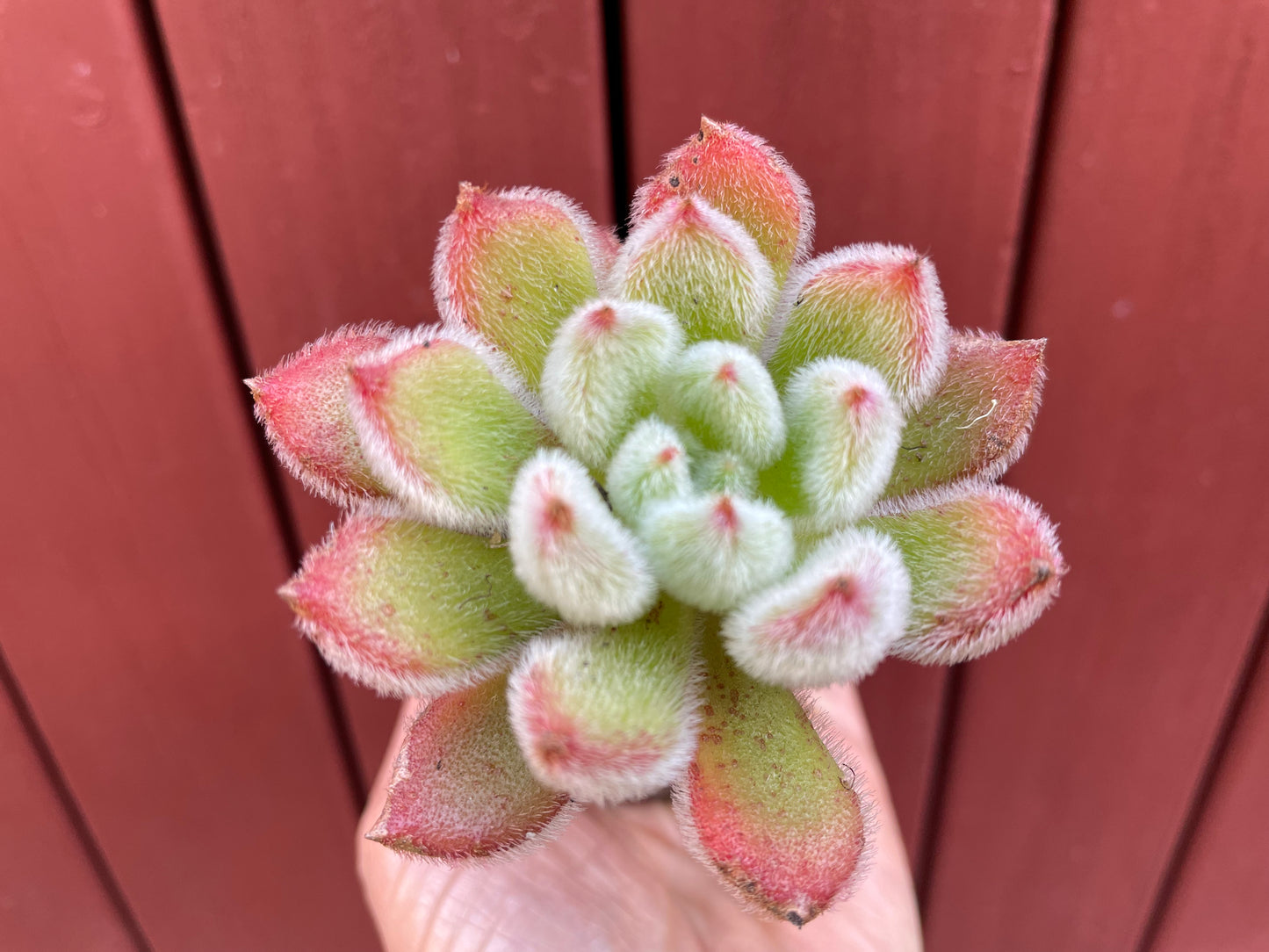 Echeveria Doris succulent