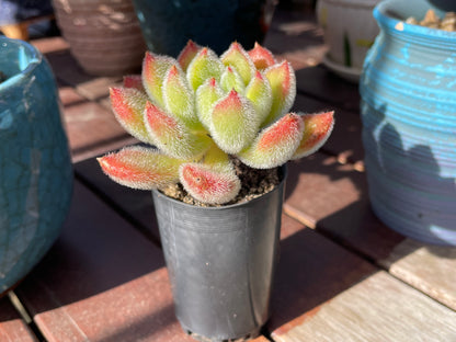 Echeveria Doris succulent