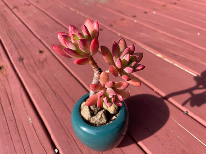 Succulent Echeveria ‘Minibelle’ Old Term