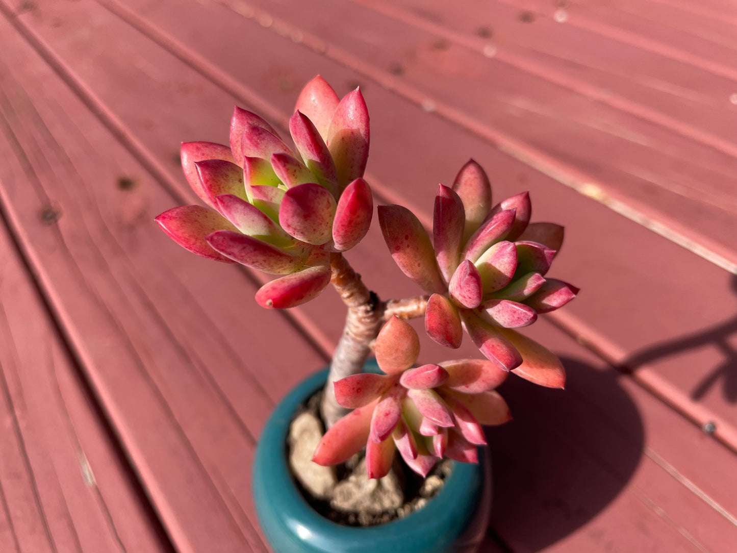 Succulent Echeveria ‘Minibelle’ Old Term