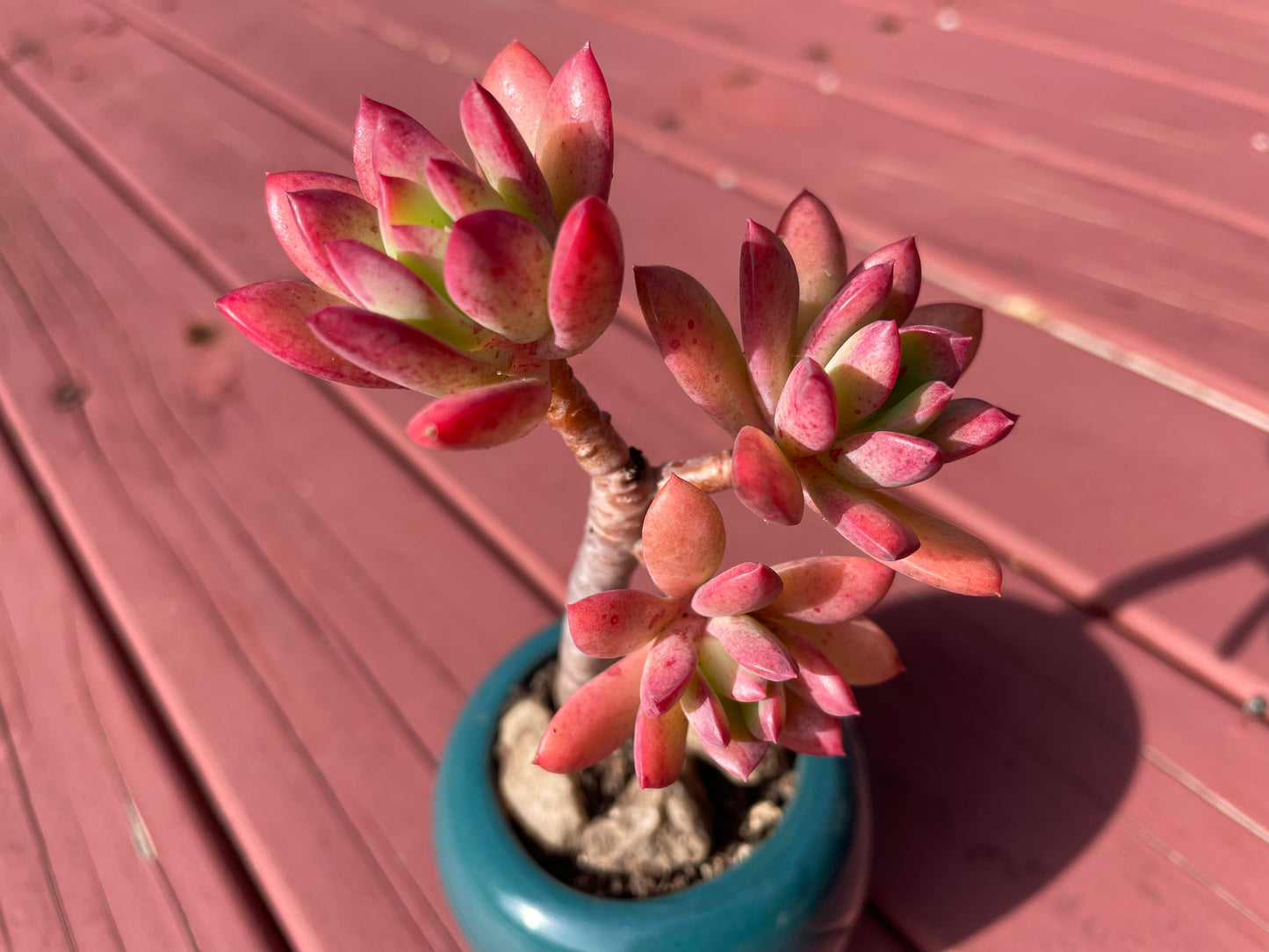 Succulent Echeveria ‘Minibelle’ Old Term