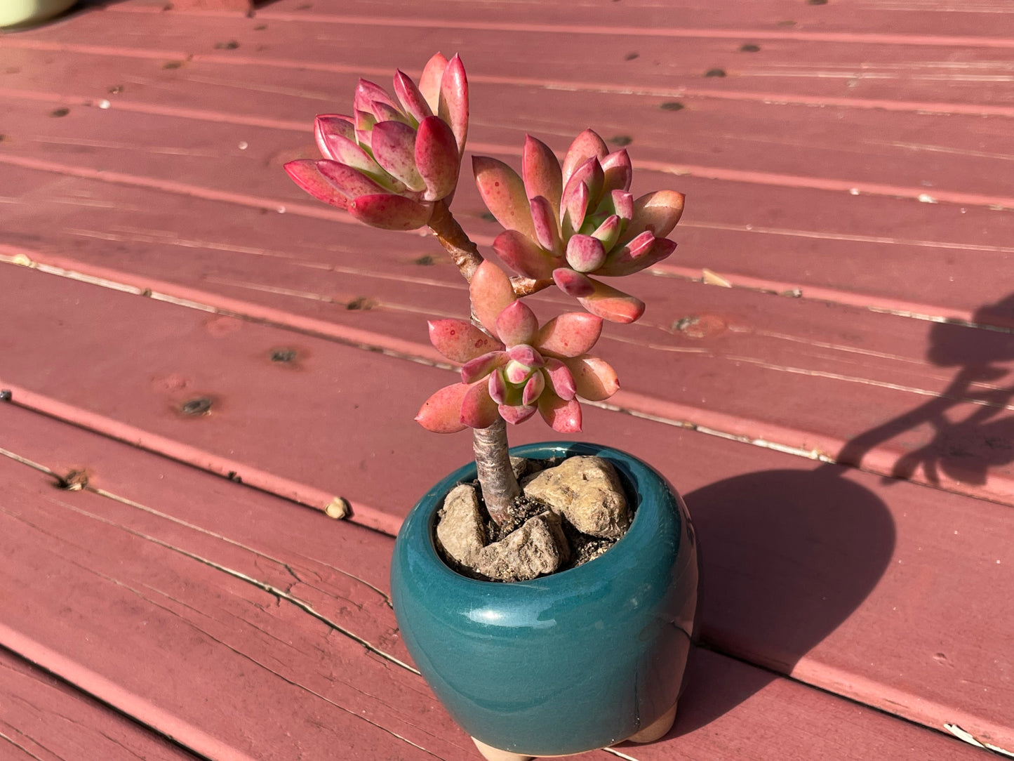 Succulent Echeveria ‘Minibelle’ Old Term