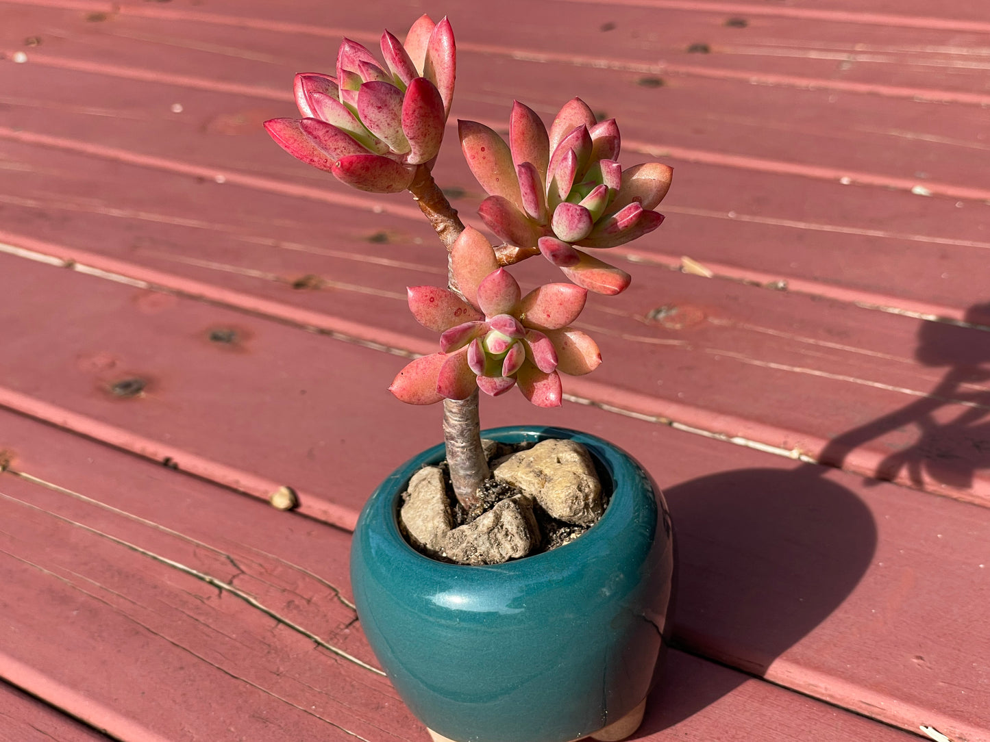 Succulent Echeveria ‘Minibelle’ Old Term