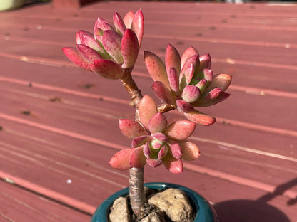 Succulent Echeveria ‘Minibelle’ Old Term