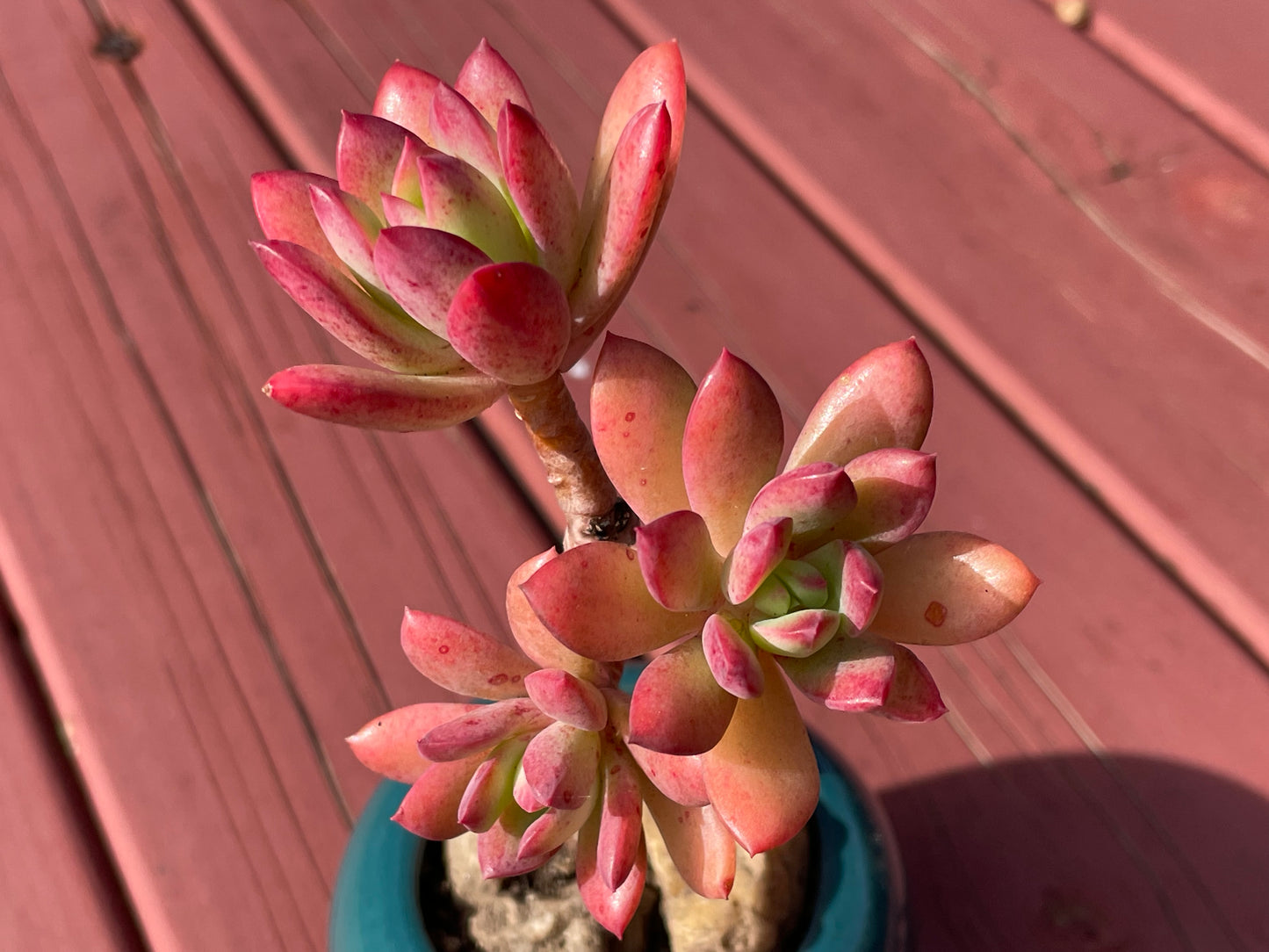 Succulent Echeveria ‘Minibelle’ Old Term