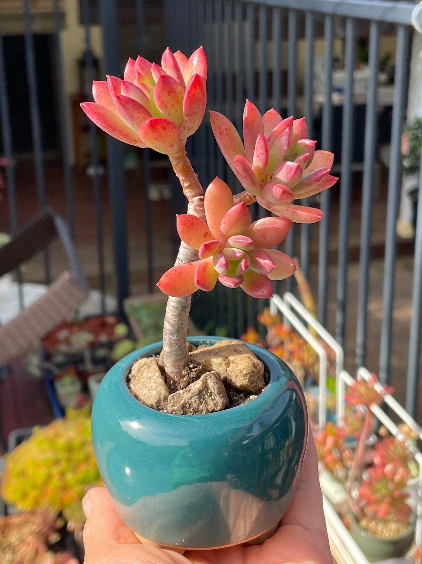 Succulent Echeveria ‘Minibelle’ Old Term