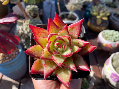 Echeveria Agavoides “Ebony” Red Succulent