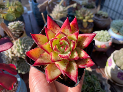 Echeveria Agavoides “Ebony” Red Succulent