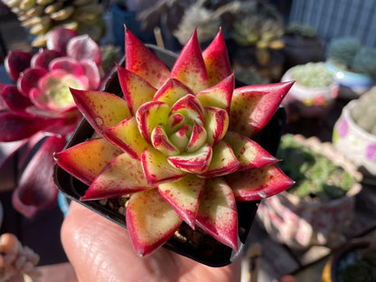 Echeveria Agavoides “Ebony” Red Succulent