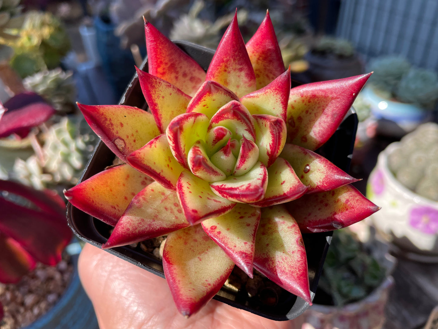 Echeveria Agavoides “Ebony” Red Succulent