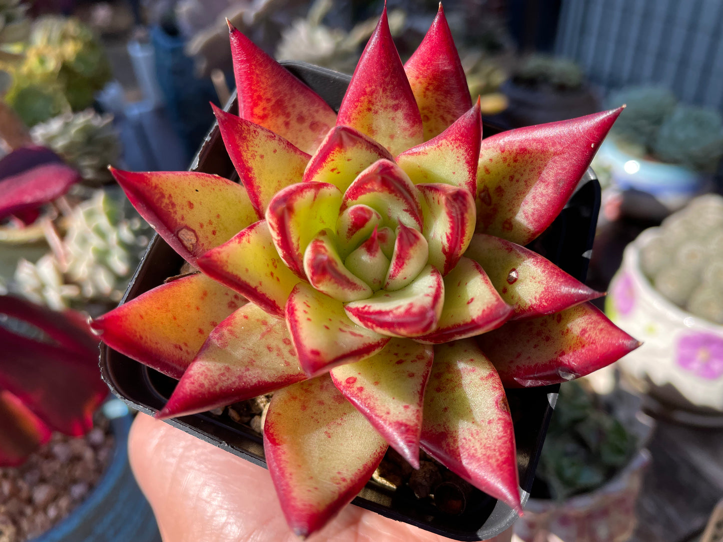 Echeveria Agavoides “Ebony” Red Succulent