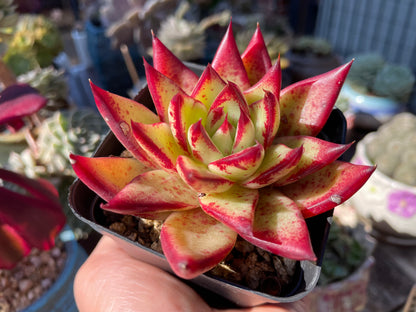 Echeveria Agavoides “Ebony” Red Succulent