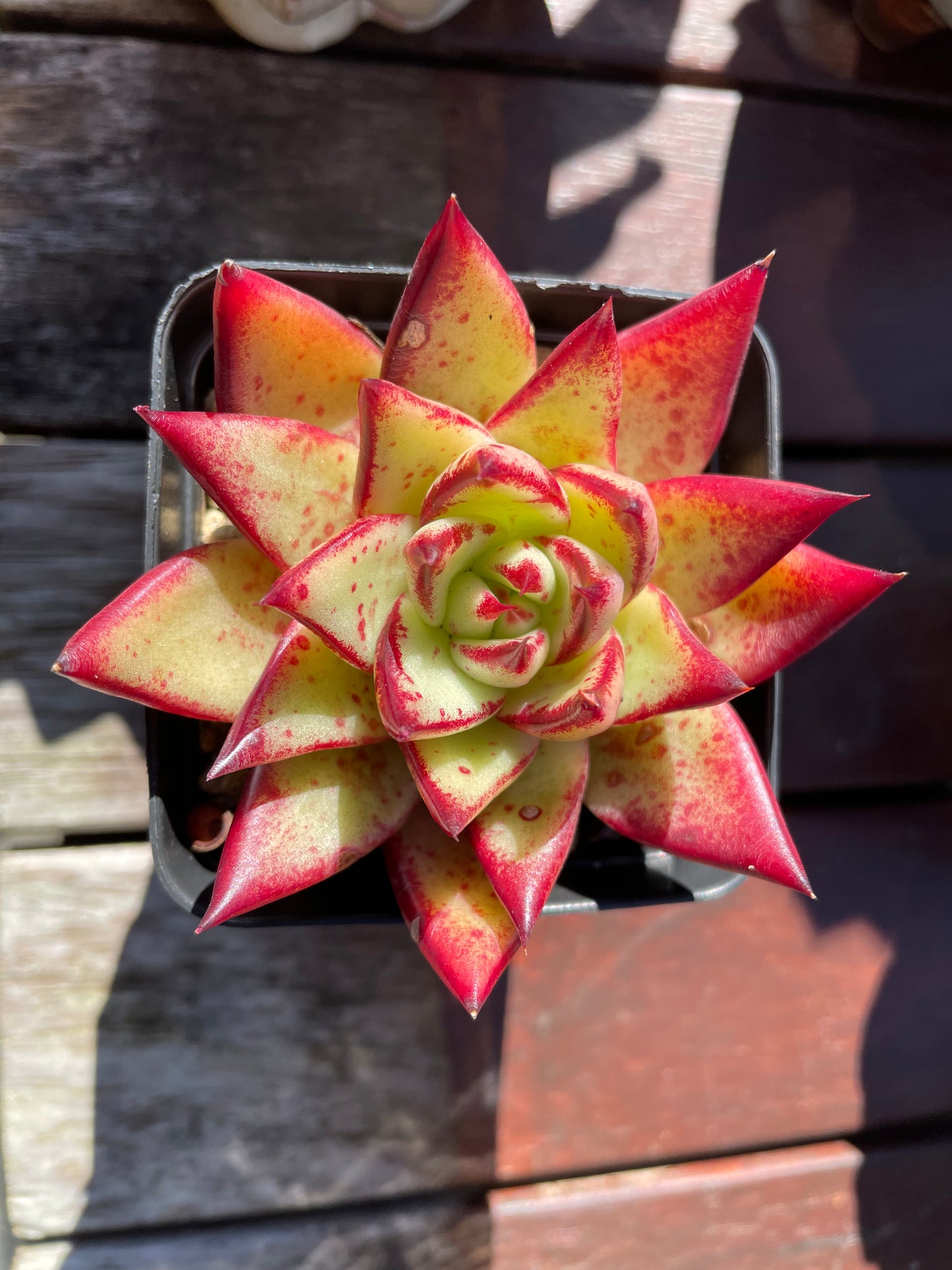 Echeveria Agavoides “Ebony” Red Succulent