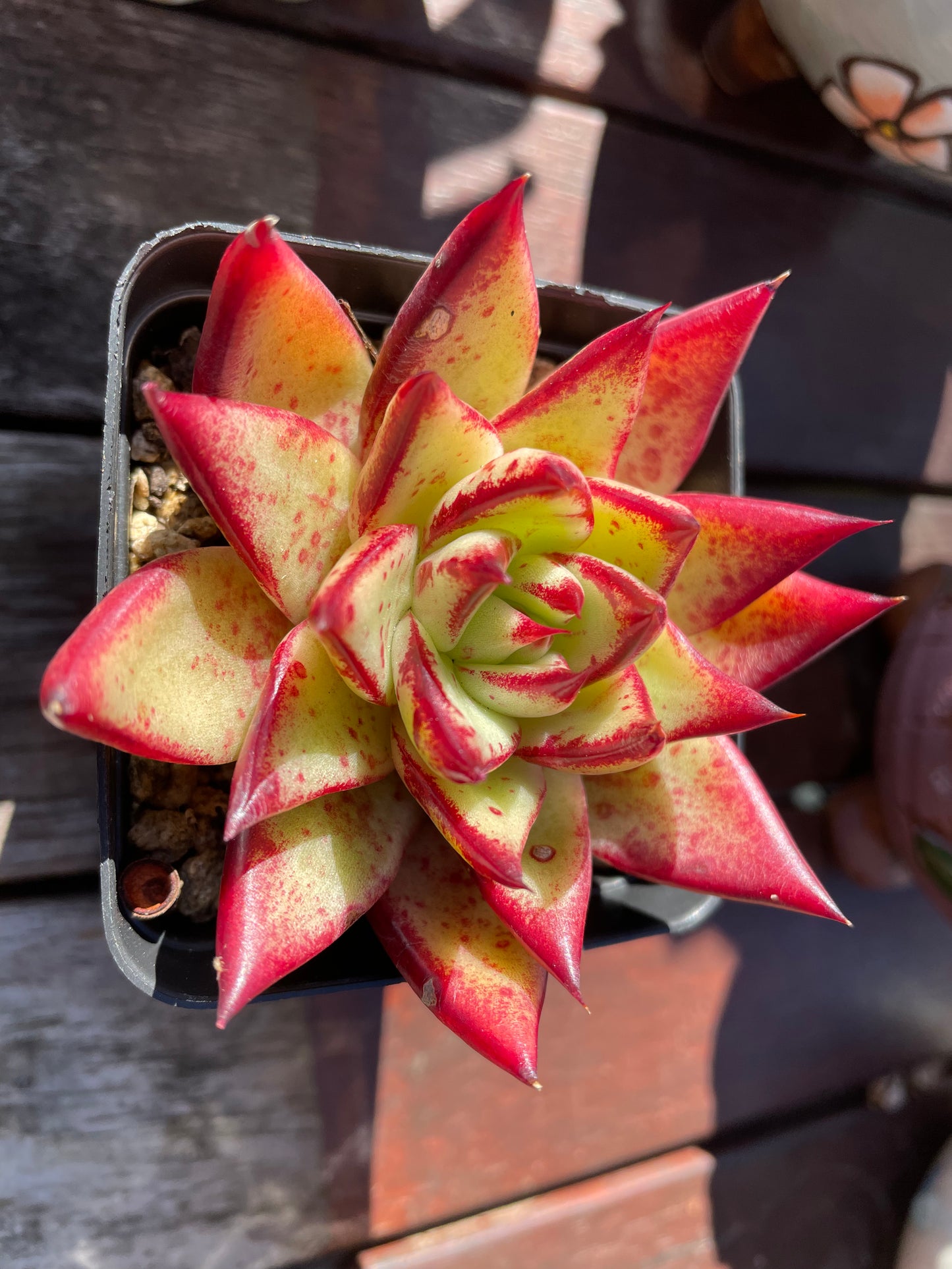 Echeveria Agavoides “Ebony” Red Succulent